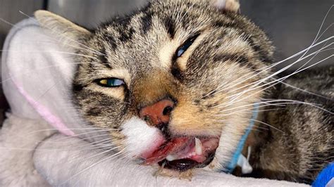 Woman claims cat suffered ‘excruciating death’ from 